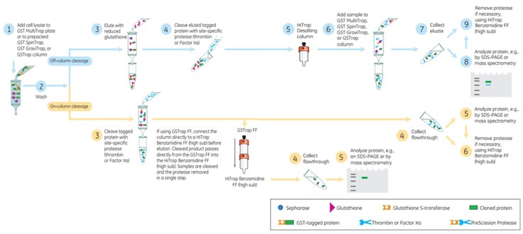 Cleavage of GST Tag using Thrombin or Factor Xa. Flow chart of the affinity purification