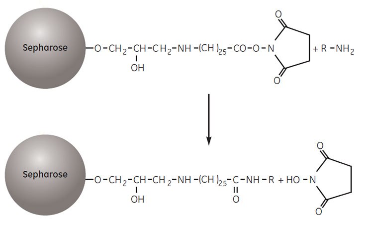 Coupling a ligand to NHS-activated Sepharose High Performance. Coupling a ligand to NHS-activated Sepharose