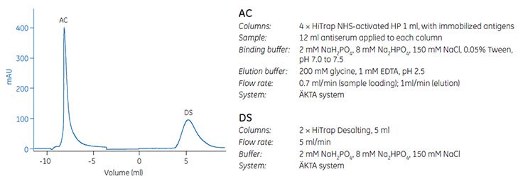 Elution of purified antibody from the antigen-specific column and desalting on HiTrap<sup>®</sup> Desalting, 5 mL (courtesy of the Human Protein Atlas project). Elution of purified antibody