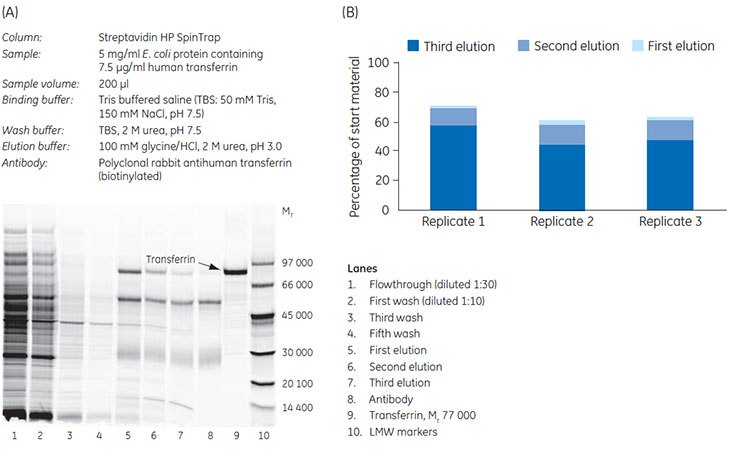 Enrichment of transferrin from E. coli cell lysate. (A) Analysis by SDS-PAGE (wash steps 2 and 4 have been omitted from the gel). The gel was post-stained with Deep Purple Total Protein Stain and scanned. (B) All three elution steps were analyzed using ImageQuant™ TL software. Recovery (percentage of start material) of three replicates is shown. Enrichment of transferrin from E. coli cell lysate.