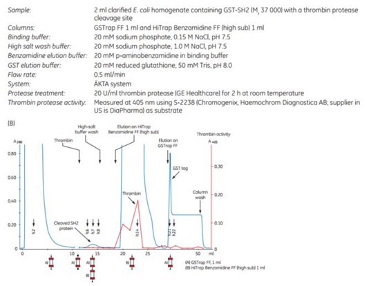 Purification of GST-SH2 GST-tagged protein with on-column cleavage and post-cleavage removal of thrombin using GSTrap™ FF and HiTrap™ Benzamidine FF (high sub) columns. (A) SDS-PAGE analysis of various sample processing steps. ExcelGel SDS Gradient 8–18, Coomassie blue staining. (B) Chromatogram (blue: absorbance at 280 nm) and thrombin activity curve (red) demonstrating all steps in the purification of the SH2 domain. Purification of GST-SH2 GST-tagged protein