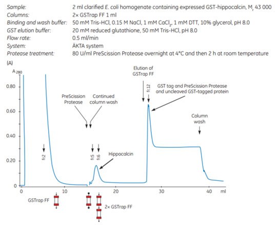Chromatogram showing purification of hippocalcin Chromatogram showing purification of hippocalcin