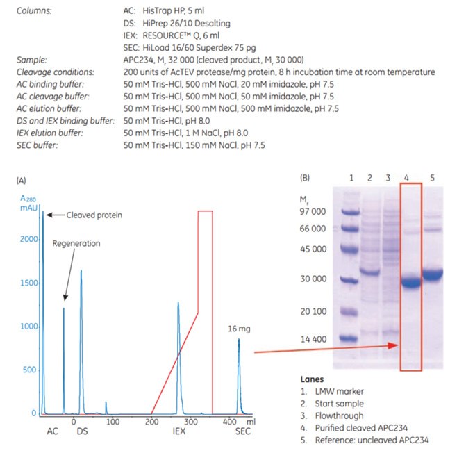 Four-step protocol for purification Four-step protocol for purification