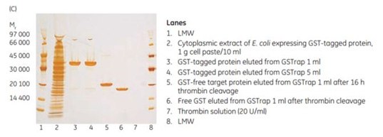 On-column thrombin cleavage of a GST-tagged protein. (A) Equilibration, sample application, and washing of a GST-tagged protein on GSTrap™ FF 1 mL were performed using ÄKTA chromatography system. After washing, the column was filled by syringe with 1 mL of thrombin (20 U/mL) and incubated for 16 h at room temperature. (B) GST-free target protein was eluted using PBS, pH 7.3. GST was eluted using 10 mM reduced glutathione. (C) SDS-PAGE followed by silver staining. The GST-free target protein fraction also contained a small amount of thrombin not detectable by SDS-PAGE (lane 6). The thrombin can be removed using a HiTrap™ Benzamidine FF (high sub) column. On-column thrombin cleavage of a GST-tagged protein