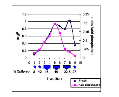 Lysosome isolation kit blue arrow An example of seperation of lysomes from rat liver on an optiprep gradient: 8 mg protein of the CLF were brought to 19% Optirep concentration and then placed on a 5 mi step gradient. The blue arrows show the approximate position of the Optirep gradient.
