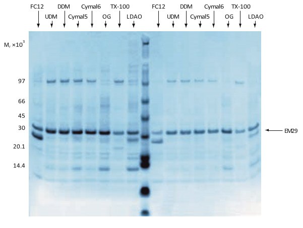 Analysis by SDS-PAGE and Coomassie Blue staining of a combined expression screening and preliminary solubilization screening of EM29. Eight different detergents were tested and elution was done in two steps (left and right half of the gel, respectively). FC12 = FOS-Choline 12; UDM = undecyl maltoside; DDM = dodceyl maltoside; OG = octyl glucoside; TX-100 = Triton X-100; LDAO = lauryl dimethylamine oxide. Data kindly provided by Dr. Said Eshaghi, Karolinska Insitute, Stockholm, Sweden. Analysis by SDS-PAGE and Coomassie Blue staining of a combined expression screening and preliminary solubilization screening