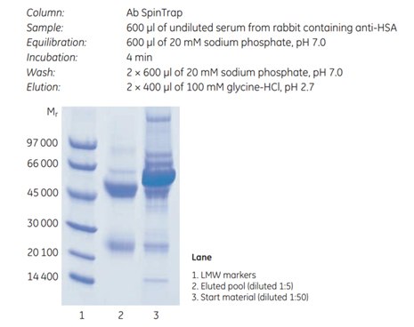 SDS-PAGE (reducing conditions; ExcelGel™ SDS Gradient 8–18; Coomassie™ Blue staining) of eluted pool of purified anti-HSA in undiluted serum from an immunized rabbit. purification of anti-HSA using Ab SpinTrap™ column
