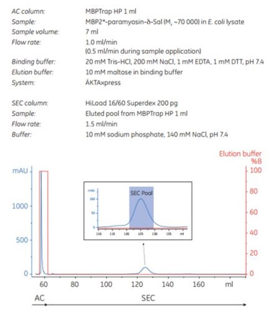 Automated puriﬁcation of MBP2