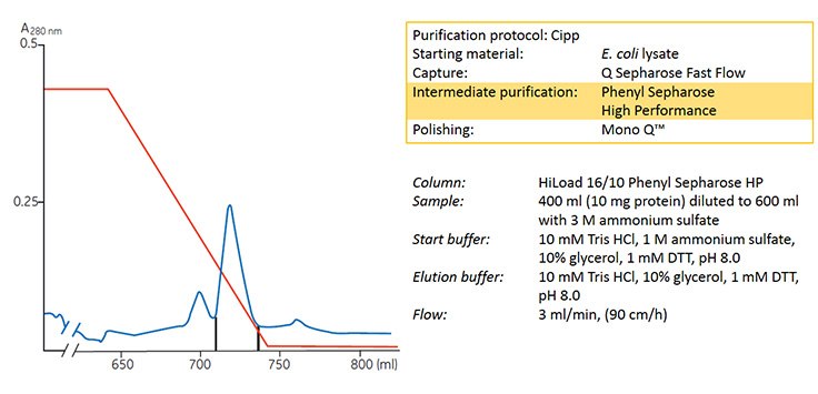 concentration-and-purification-of-hiv-reverse-transcriptase Concentration and purification of HIV reverse transcriptase on HiLoad 16/10 Phenyl Sepharose® HP