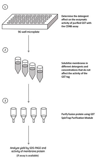 Detergent screening assay for a GST-tagged membrane protein. Detergent screening assay for a GST-tagged membrane protein