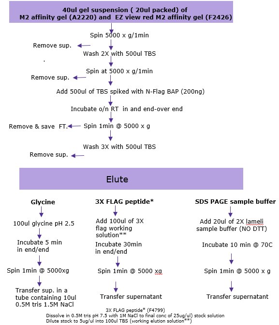 Summary of the options used for Immunoprecipitation in batch mode for low abundance proteins Immunoprecipitation-Summary
