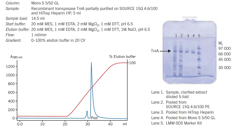 Final polishing step in purification of a DNA binding protein, transposase TniA. Two well-resolved peaks after separation on Mono S 5/50 GL <strong>(a)</strong>. SDS-PAGE analysis shows fractions from each of the three steps used in this protocol <strong>(b)</strong>, PhastSystem™ using SDS-PAGE PhastGel™ Homogenous – 12.5 and Coomassie™ staining. Final polishing step in purification of a DNA binding protein, transposase TniA