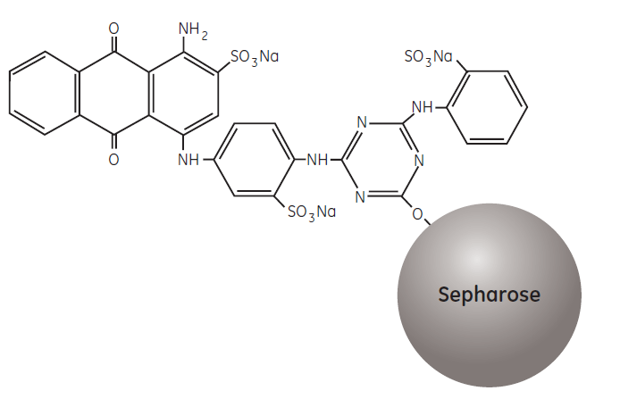 Purification or Removal of Albumin Partial structure of Blue Sepharose Fast Flow