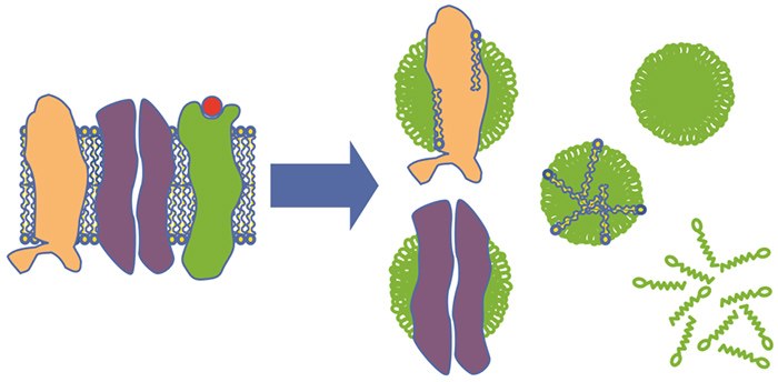 Schematic drawing of detergent solubilization of membrane proteins. Membrane proteins are transferred from the natural lipid bilayer (blue and yellow) to complexes with detergent (green) and, in some cases, lipids. A lipid-detergent micelle, a detergent micelle, and free detergent are also shown. Schematic drawing of detergent solubilization of membrane proteins