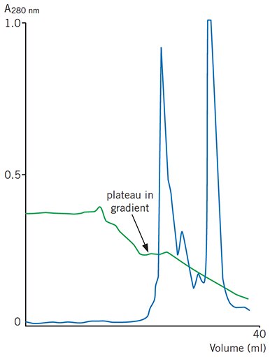 A plateau in a pH gradient during chromatofocusing caused by excess CO2 in the start buffer A plateau in a pH gradient during chromatofocusing caused by excess CO2 in the start buffe