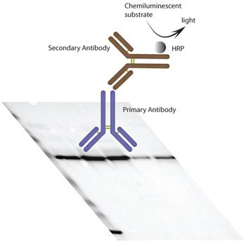 Schematic figure of the WB procedure used within the Human Protein Atlas project. Schematic figure of the WB procedure used within the Human Protein Atlas project.