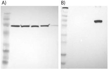 Examples of supportive WB images showing single bands corresponding to predicted sizes in kDa (+/-20%). Examples of supportive WB images showing single bands corresponding to predicted sizes in kDa (+/-20%).