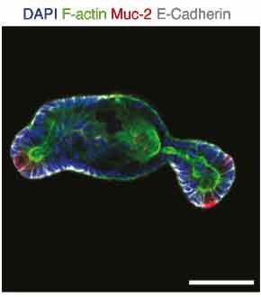 Protein expression of mucin-2 highlighting the presence of Goblet cells in organoids grown in microwell assays. Protein expression of mucin-2