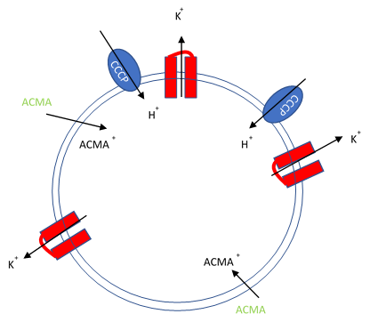 Ion Channel Flux Assays and Protocols Artificial liposomes containing proton ionophores (CCCP)