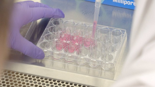 Chapter 1: 2.5D Cell Culture – Millicell<sup>®</sup> Hanging Inserts How-to-use Video Series
