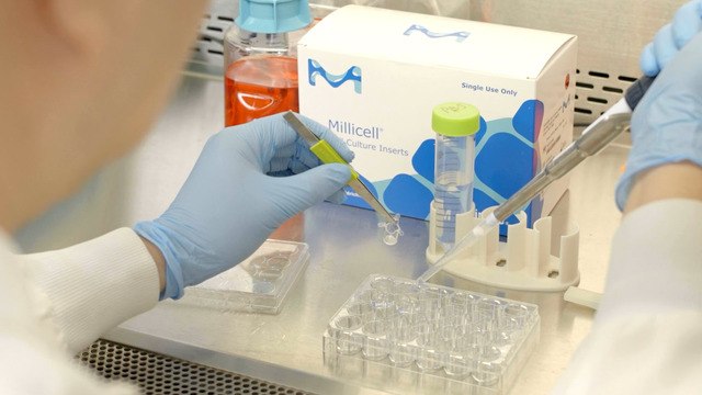 Chapter 2: Fluorescent and Immunohistochemistry Staining – Millicell<sup>®</sup> Hanging Inserts How-to-use Video Series