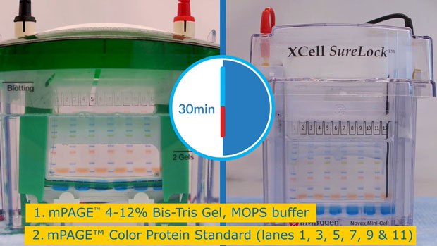 Comparación mPAGE<sup>®</sup> Bio Rad y SureLock<sup>®</sup>