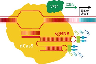 CRISPRa SAM（Synergistic Activation Mediator）