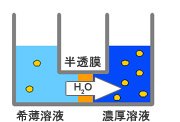 浸透