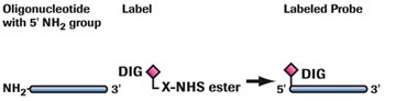 Labeling 5´ end with DIG-NHS-Ester (5'末端ラべリング)