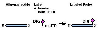Labeling 3´ end with DIG-ddUTP (3'末端ラべリング)