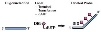 Adding a 3´ tail of DIG-dUTP and dATP (テイリング)