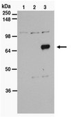 Anti-EBF-3 Antibody from rabbit, purified by affinity chromatography