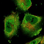 Anti-ACOT9 antibody produced in rabbit Prestige Antibodies® Powered by Atlas Antibodies, affinity isolated antibody, buffered aqueous glycerol solution