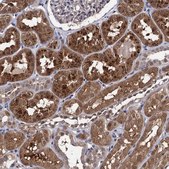Anti-CPPED1 antibody produced in rabbit Prestige Antibodies® Powered by Atlas Antibodies, affinity isolated antibody, buffered aqueous glycerol solution