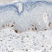 Anti-S100A1 antibody produced in rabbit Prestige Antibodies® Powered by Atlas Antibodies, affinity isolated antibody, buffered aqueous glycerol solution
