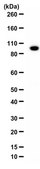 Anti-YY1AP1 Antibody from rabbit, purified by affinity chromatography