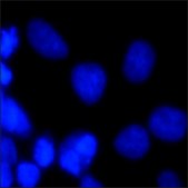bisBenzimide H 33342 trihydrochloride ≥98% (HPLC and TLC)