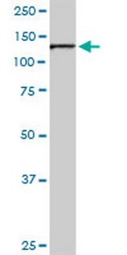 Anti-OPA1 Rabbit pAb liquid, Calbiochem&#174;
