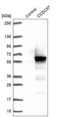 Anti-CCDC97 antibody produced in rabbit Prestige Antibodies® Powered by Atlas Antibodies, affinity isolated antibody, buffered aqueous glycerol solution