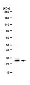 Anti-RBPMS Antibody from guinea pig, purified by affinity chromatography