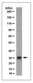 Anti-VAPA Antibody, clone 7E10.1 clone 7E10.1, from mouse