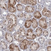 Anti-DAO antibody produced in rabbit Prestige Antibodies® Powered by Atlas Antibodies, affinity isolated antibody, buffered aqueous glycerol solution