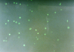 Annexin V-FITC Apoptosis Detection Kit