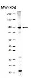 Anti-phospho-STAT2 (Tyr689) Antibody Upstate®, from rabbit