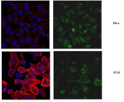 Anti-VAMP-7 Antibody from rabbit, purified by affinity chromatography