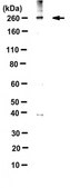 Anti-phospho-NKCC1 Antibody (Thr212/Thr217) serum, from rabbit