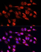 Anti-EIF4EBP1 antibody produced in rabbit