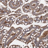 Anti-PIWIL4 antibody produced in rabbit Prestige Antibodies® Powered by Atlas Antibodies, affinity isolated antibody, buffered aqueous glycerol solution