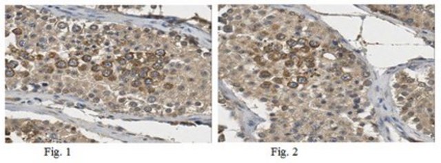 Anti-PIWI-L1 Antibody from rabbit, purified by affinity chromatography