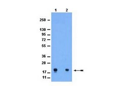 Anti-phospho-Histone H3(Ser10) Antibody from rabbit